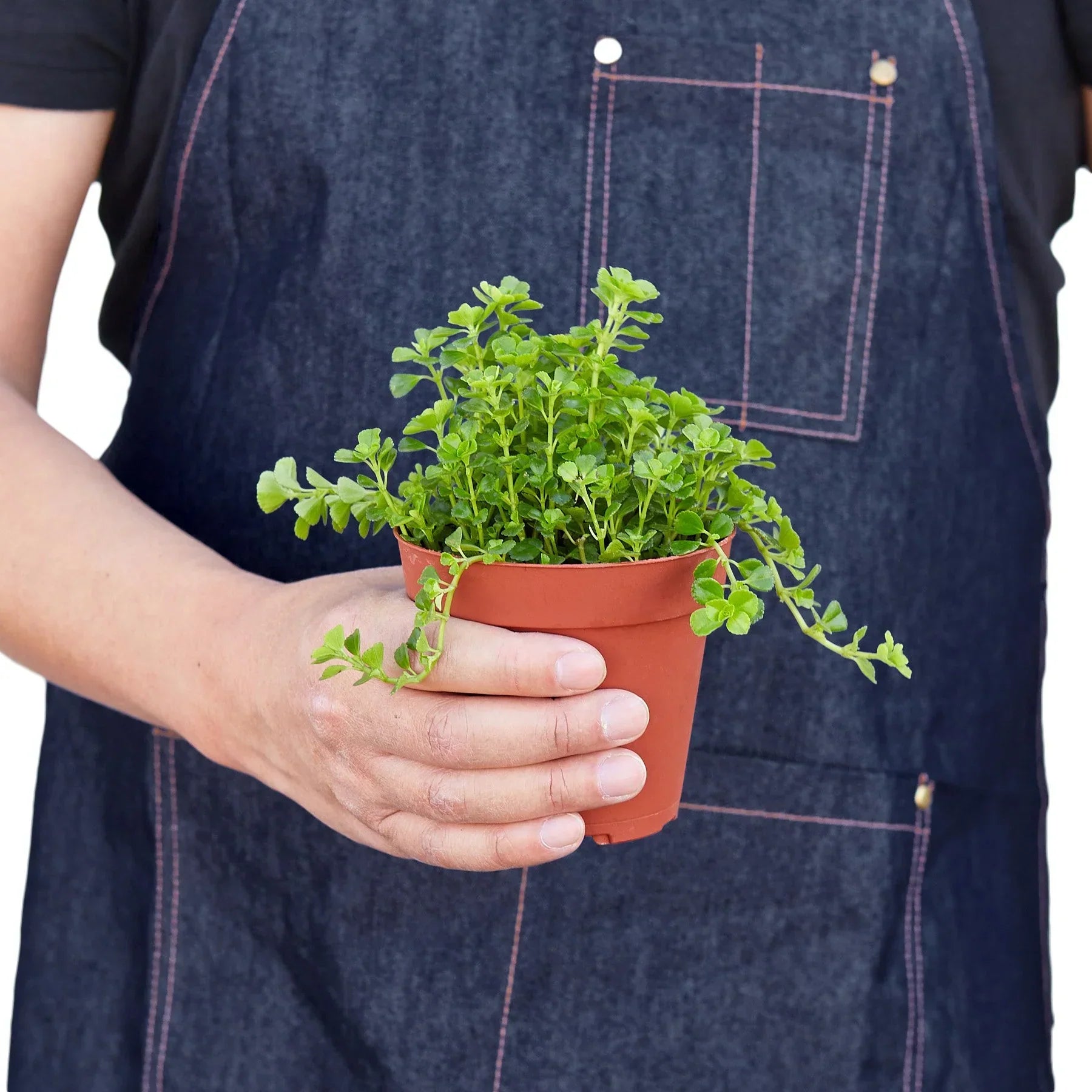 Nettle 'Baby's Tears' - 6" Pot product image