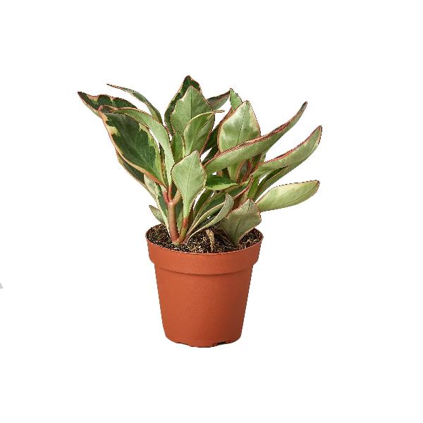 Peperomia 'Ginny' - 3" Pot product image