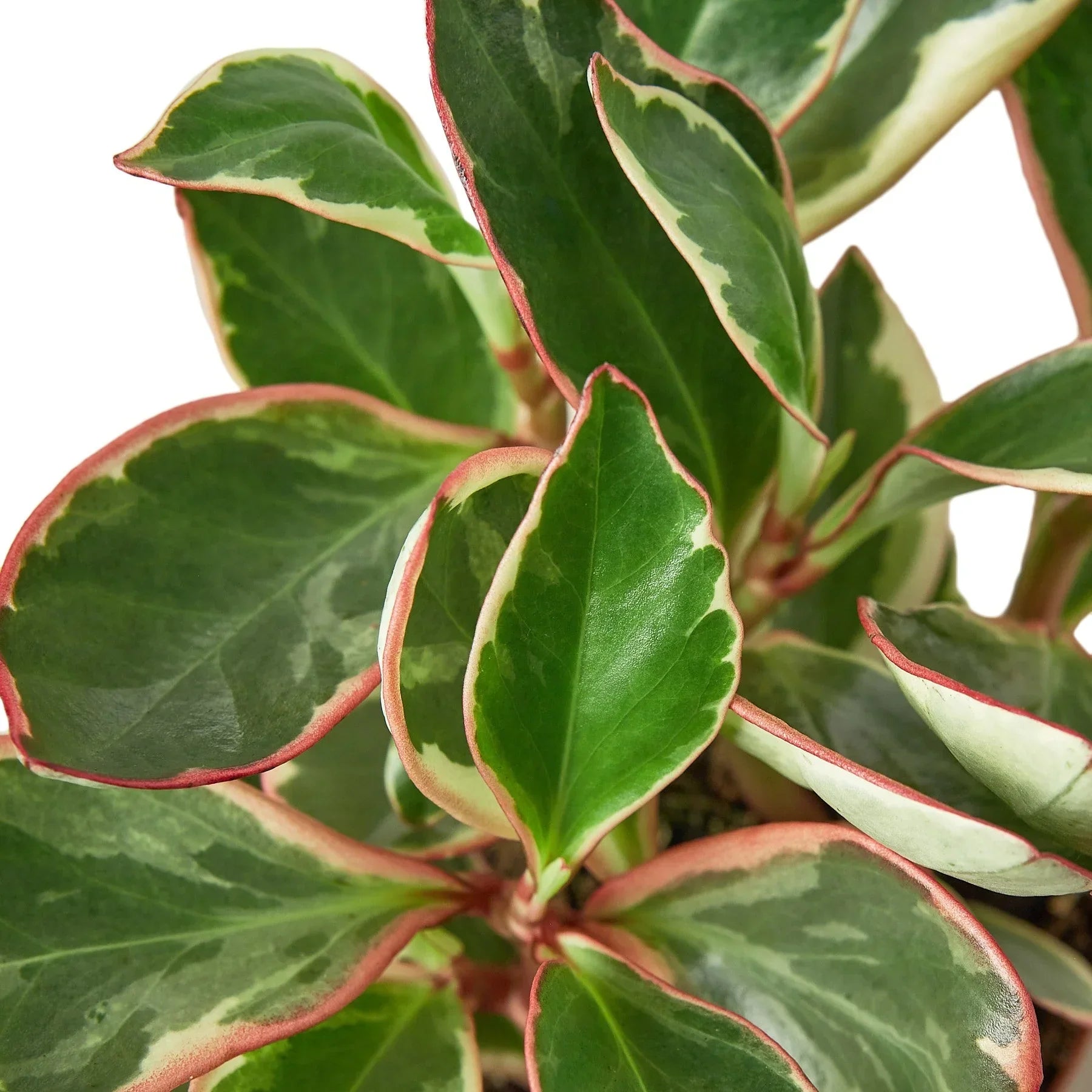 Peperomia 'Ginny' - 4" Pot product image