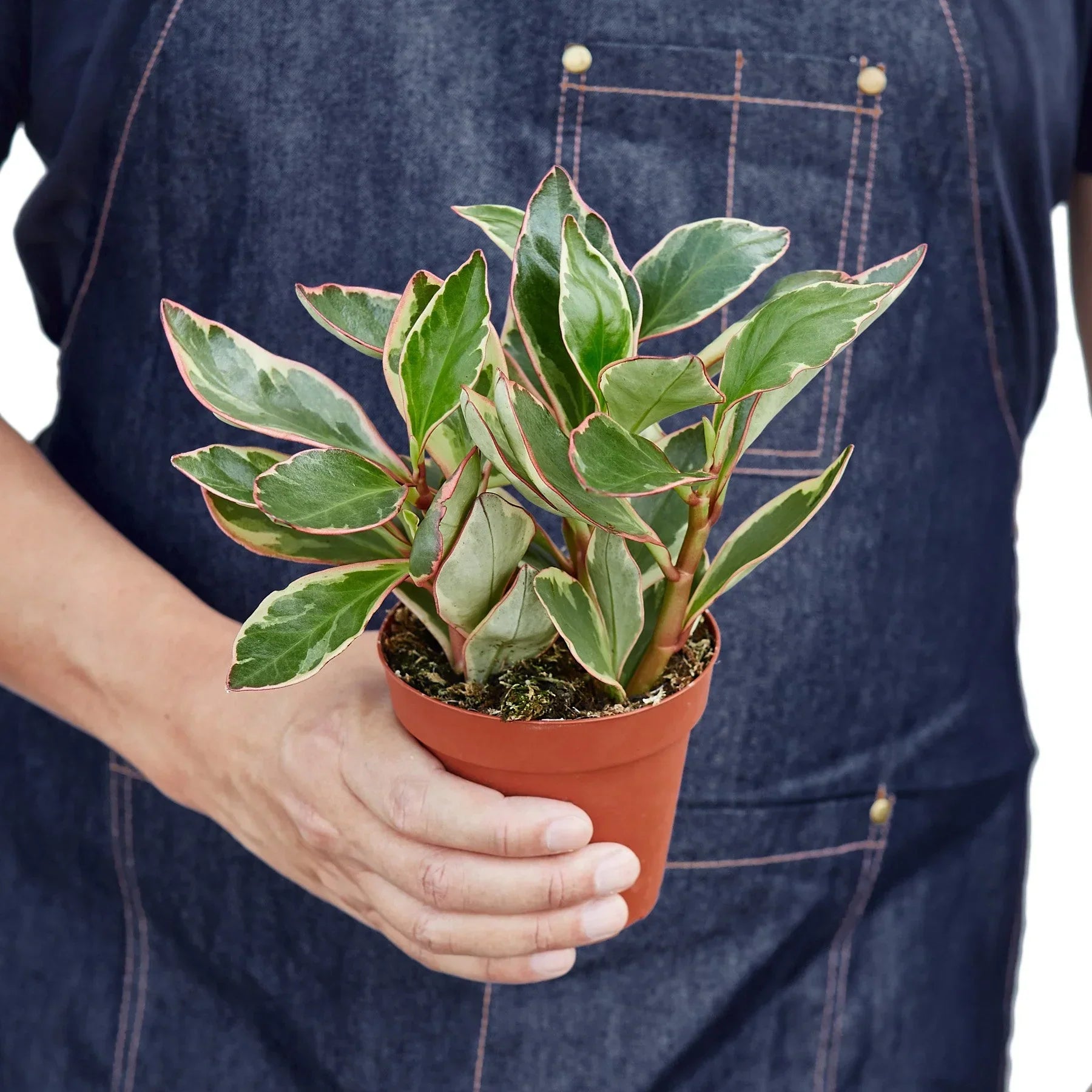 Peperomia 'Ginny' - 6" Pot product image