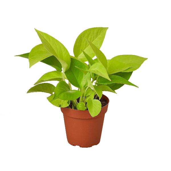 Pothos 'Neon' - 4" Pot (Nursery Pot Only) product image