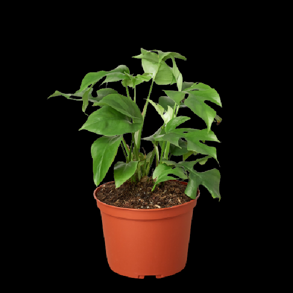 Mini Monstera 'Minima' - 6" Pot (Nursery Pot Only) product image