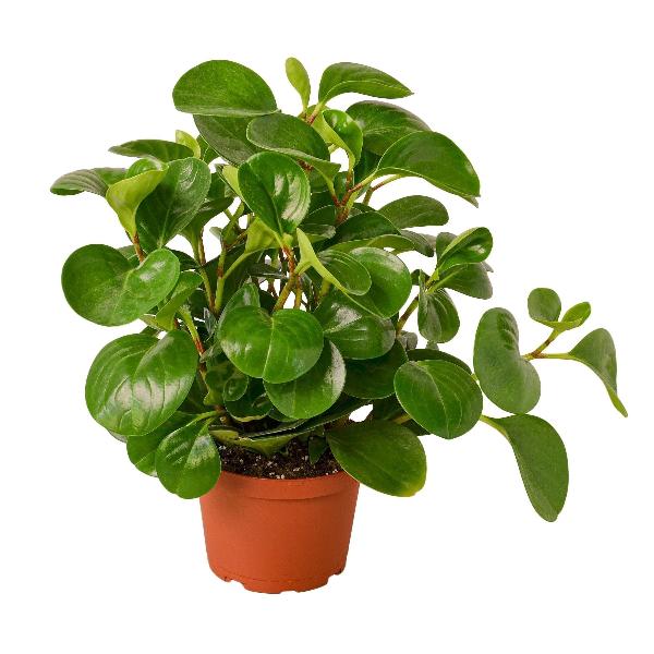 Peperomia Thailand - 6" Pot (Nursery Pot Only) product image