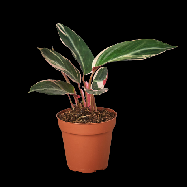 Stromanthe Triostar - 4" Pot (Nursery Pot Only) product image
