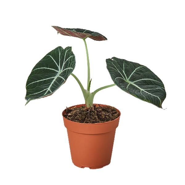 Alocasia Reginula 'Black Velvet' - 4" Pot (Nursery Pot Only) product image