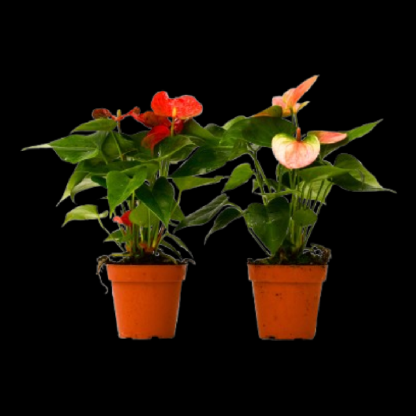 2 Anthurium Variety Pack - 4" Pots product image