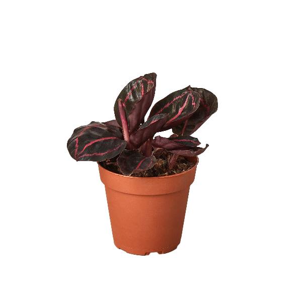 Calathea 'Dottie' - 6" Pot (Nursery Pot Only) product image