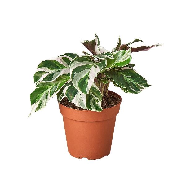 Calathea 'White Fusion' - 4" Pot (Nursery Pot Only) product image
