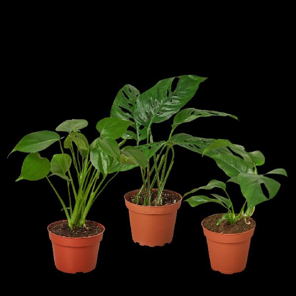Monstera Bundle - 4" Pots product image