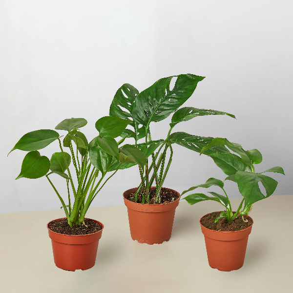 Monstera Bundle - 6" Pots product image