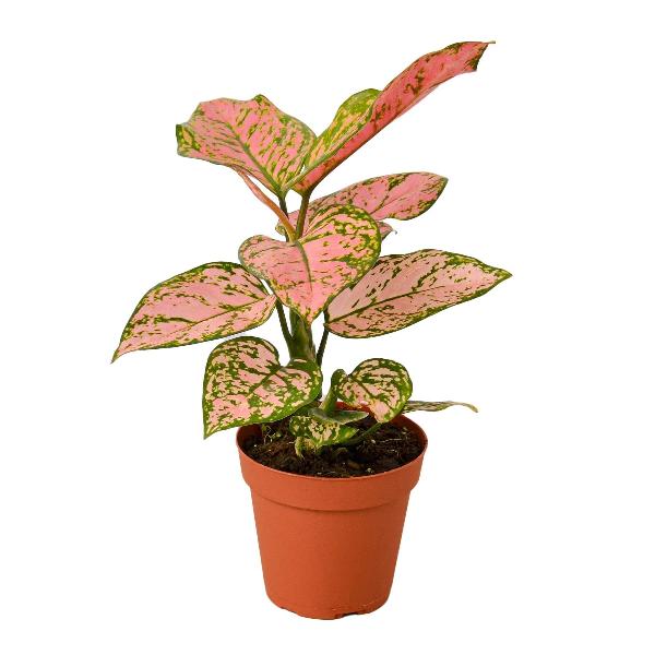 Chinese Evergreen 'Lady Valentine' - 4" Pot (Nursery Pot Only) product image