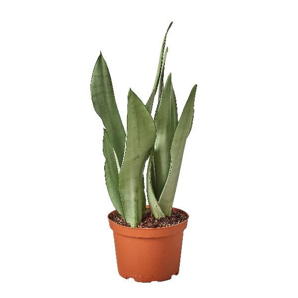 Snake Plant 'Moonshine' - 6" Pot (Nursery Pot Only) product image