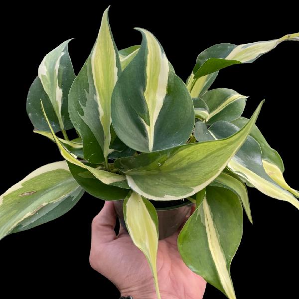 Philodendron 'Silver Stripe' - 4" Pot product image