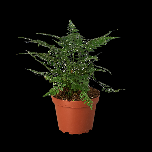 'Korean Rock' Fern product image