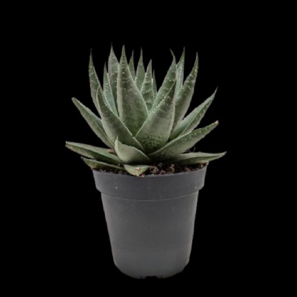 Succulent Haworthia Savanna - 3" Pot product image