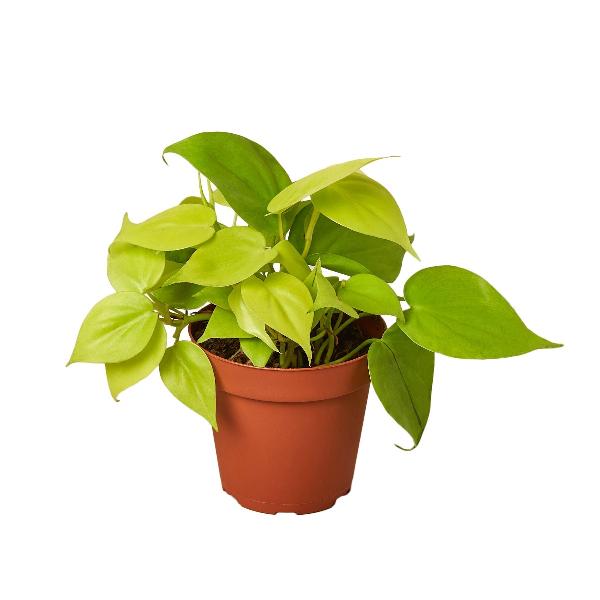 Philodendron 'Neon' - 4" Pot (Nursery Pot Only) product image