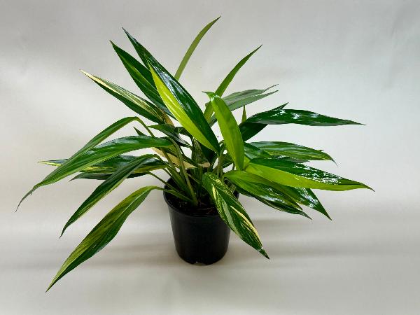 Pothos 'Silver Streak Variegated' product image