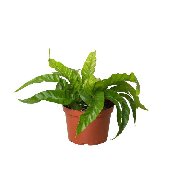 Bird's Nest Fern 'Hurricane' - 2" Pot (Nursery Pot) product image