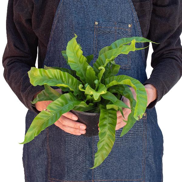 Bird's Nest Fern 'Hurricane' - 6" Pot (Nursery Pot) product image