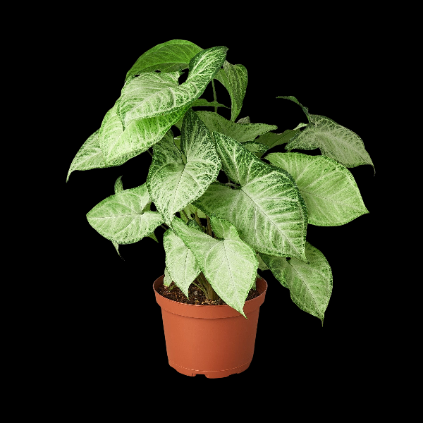 Syngonium 'White Butterfly' - 3" Pot (Nursery Pot) product image