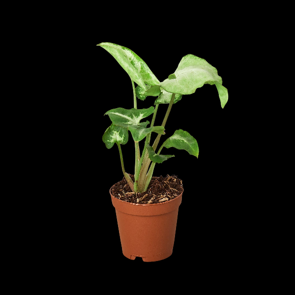 Syngonium 'White Butterfly' - 4" Pot (Nursery Pot) product image