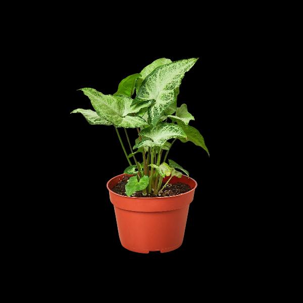 Syngonium 'White Butterfly' - 4" Pot (Eco Pot Terra Cotta) product image