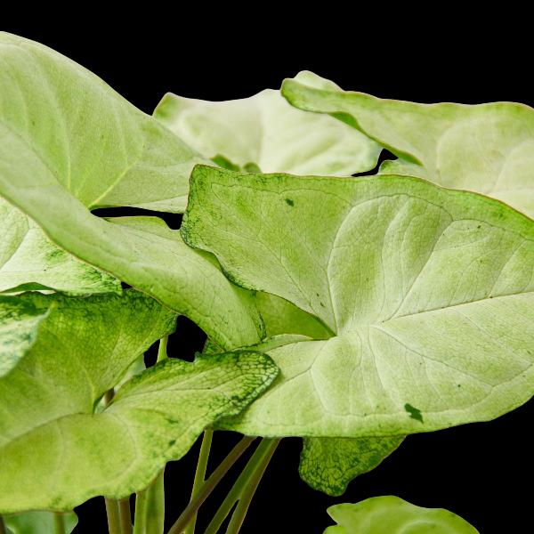 Syngonium 'White Butterfly' - 4" Pot (Eco Pot Black) product image