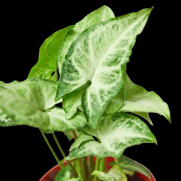 Syngonium 'White Butterfly' - 4" Pot (Eco Pot White) product image