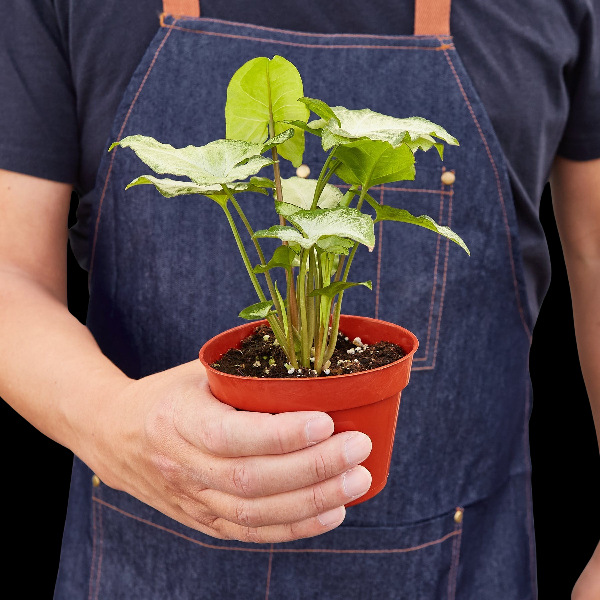 Syngonium 'White Butterfly' - 4" Pot (Cow Pot) product image