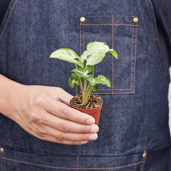 Syngonium 'White Butterfly' - 6" Pot (Nursery Pot) product image