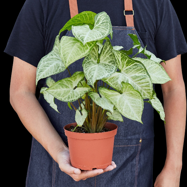 Syngonium 'White Butterfly' - 6" Pot (Eco Pot Terra Cotta) product image