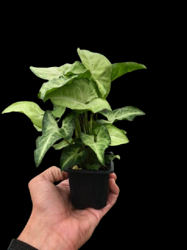 Syngonium 'White Butterfly' - 6" Pot (Eco Pot Black) product image