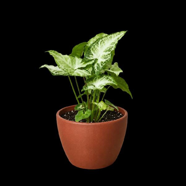 Syngonium 'White Butterfly' - 6" Pot (Eco Pot White) product image