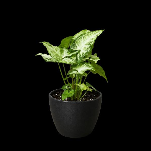 Syngonium 'White Butterfly' - 6" Pot (Cow Pot) product image