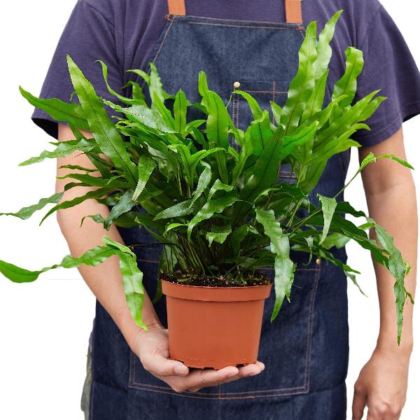 Kangaroo Paw Fern - 4" Pot product image