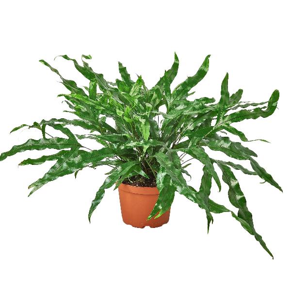 Kangaroo Paw Fern - 6" Pot product image
