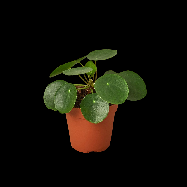Pilea Peperomioides 'Chinese Money Plant' - 3" Pot (Nursery Pot) product image
