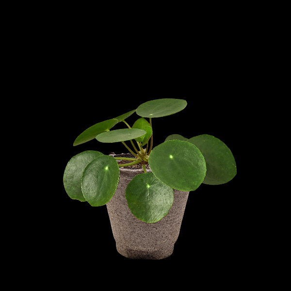Pilea Peperomioides 'Chinese Money Plant' - 4" Pot (Nursery Pot) product image