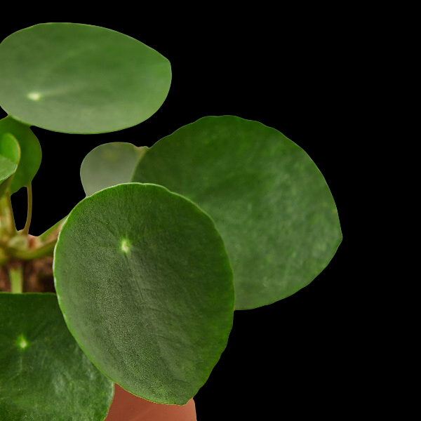 Pilea Peperomioides 'Chinese Money Plant' - 4" Pot (Black Cylinder Pot) product image