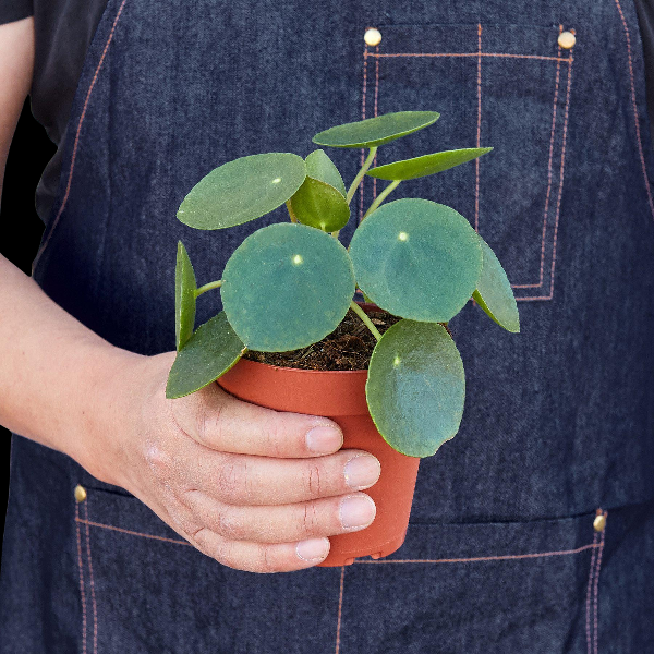 Pilea Peperomioides 'Chinese Money Plant' - 6" Pot (Nursery Pot) product image