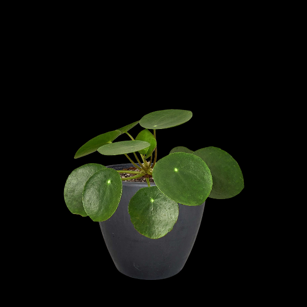 Pilea Peperomioides 'Chinese Money Plant' - 4" Pot (Eco Pot Terra Cotta) product image