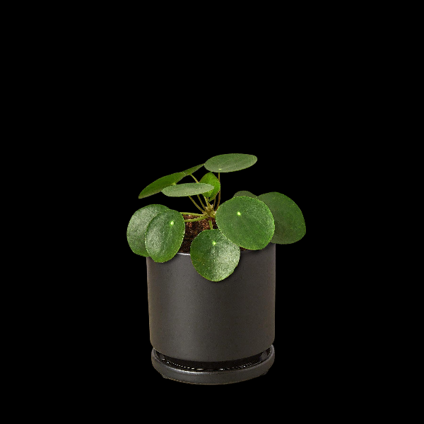 Pilea Peperomioides 'Chinese Money Plant' - 4" Pot (Eco Pot Black) product image