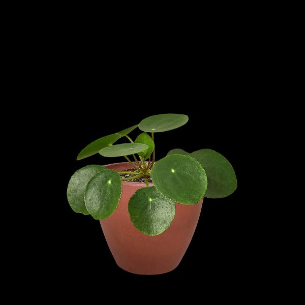 Pilea Peperomioides 'Chinese Money Plant' - 6" Pot (Cow Pot) product image