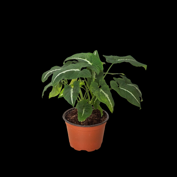 Syngonium wendlandii 'Black Velvet' - 4" Pot (Cow Pot) product image