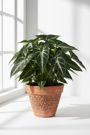 Syngonium wendlandii 'Black Velvet' - 6" Pot (Cow Pot) product image