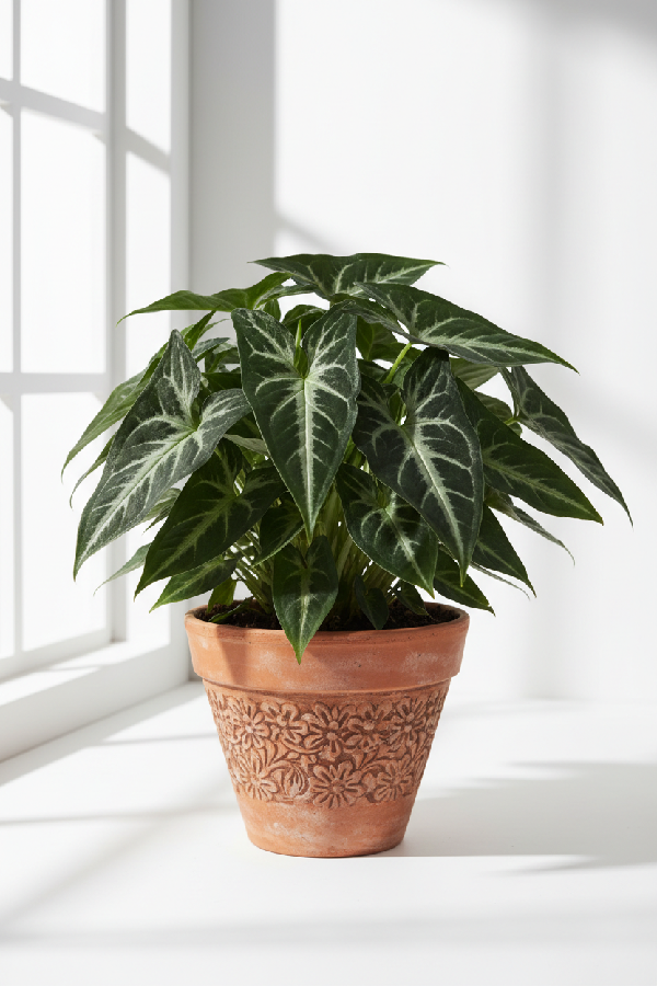 Syngonium wendlandii 'Black Velvet' - 6" Pot (Cow Pot) product image