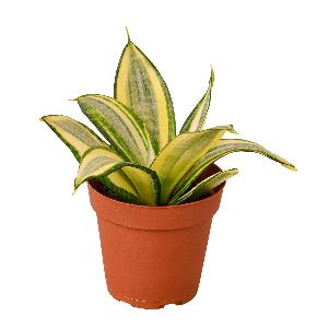 Snake Plant 'Gold Hahnii' - 4" Pot (Nursery Pot Only) product image