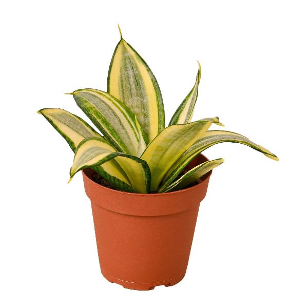 Snake Plant 'Gold Hahnii' - 4" Pot (Nursery Pot Only) product image