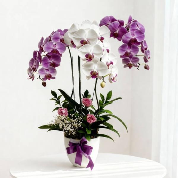 Stylish Triple Orchid Arrangement - Triple Threat Combo product image