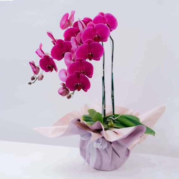 Mystic Mauve Orchid product image